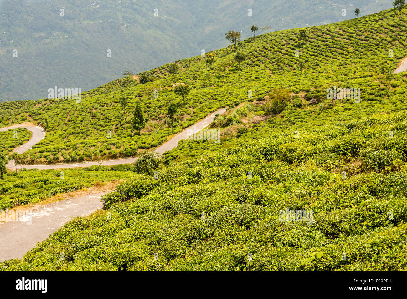 Il giardino del tè di Darjeeling con nebbia mediante laminazione con spazio di copia Foto Stock