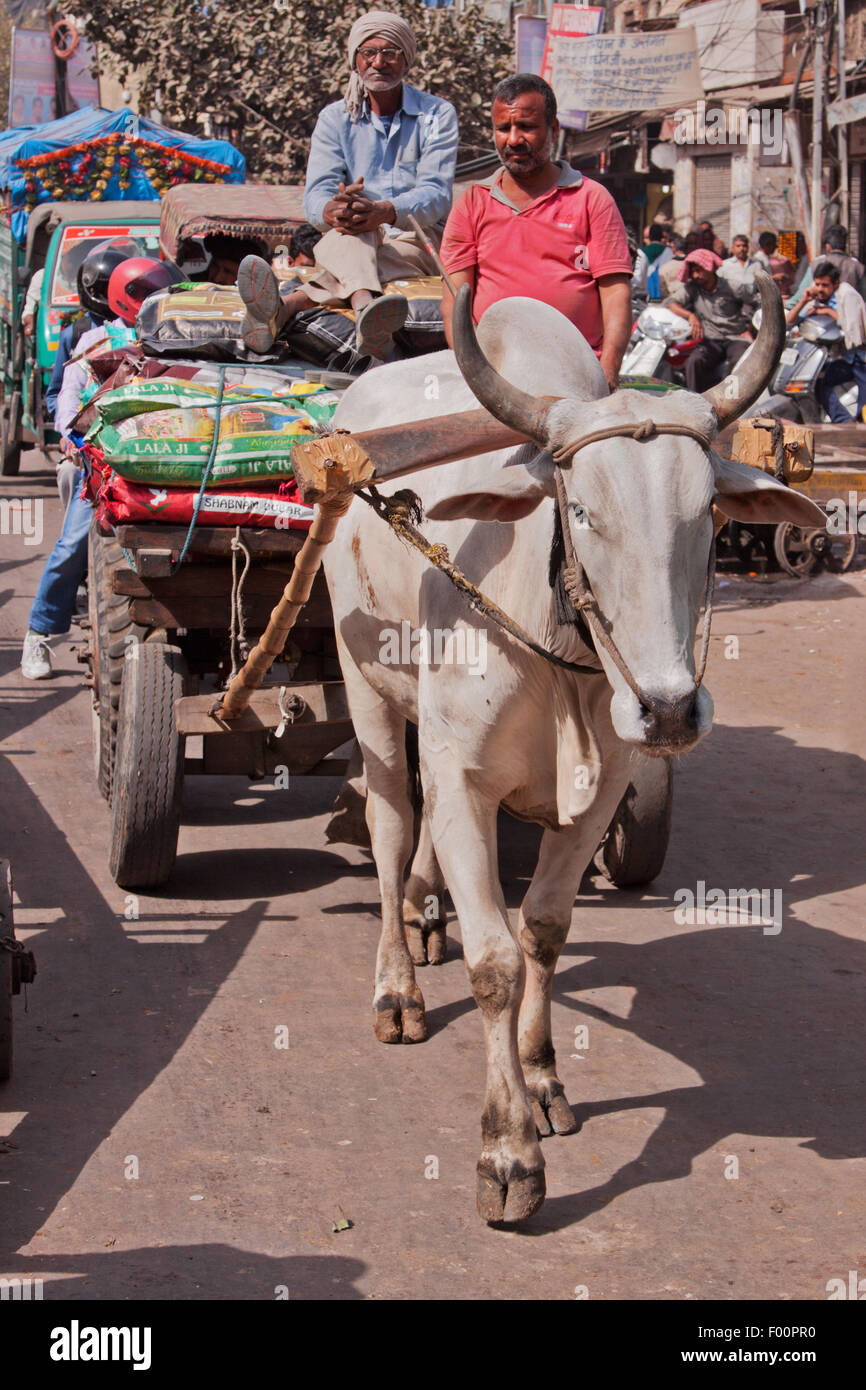 Torello tirando un carrello attraverso il cuore di Chandni Chowk bazar area nel centro della Vecchia Delhi Foto Stock