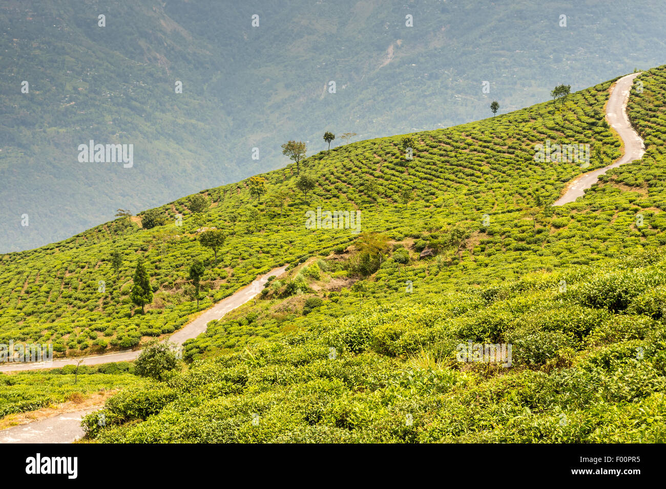 Il giardino del tè di Darjeeling con nebbia mediante laminazione con spazio di copia Foto Stock