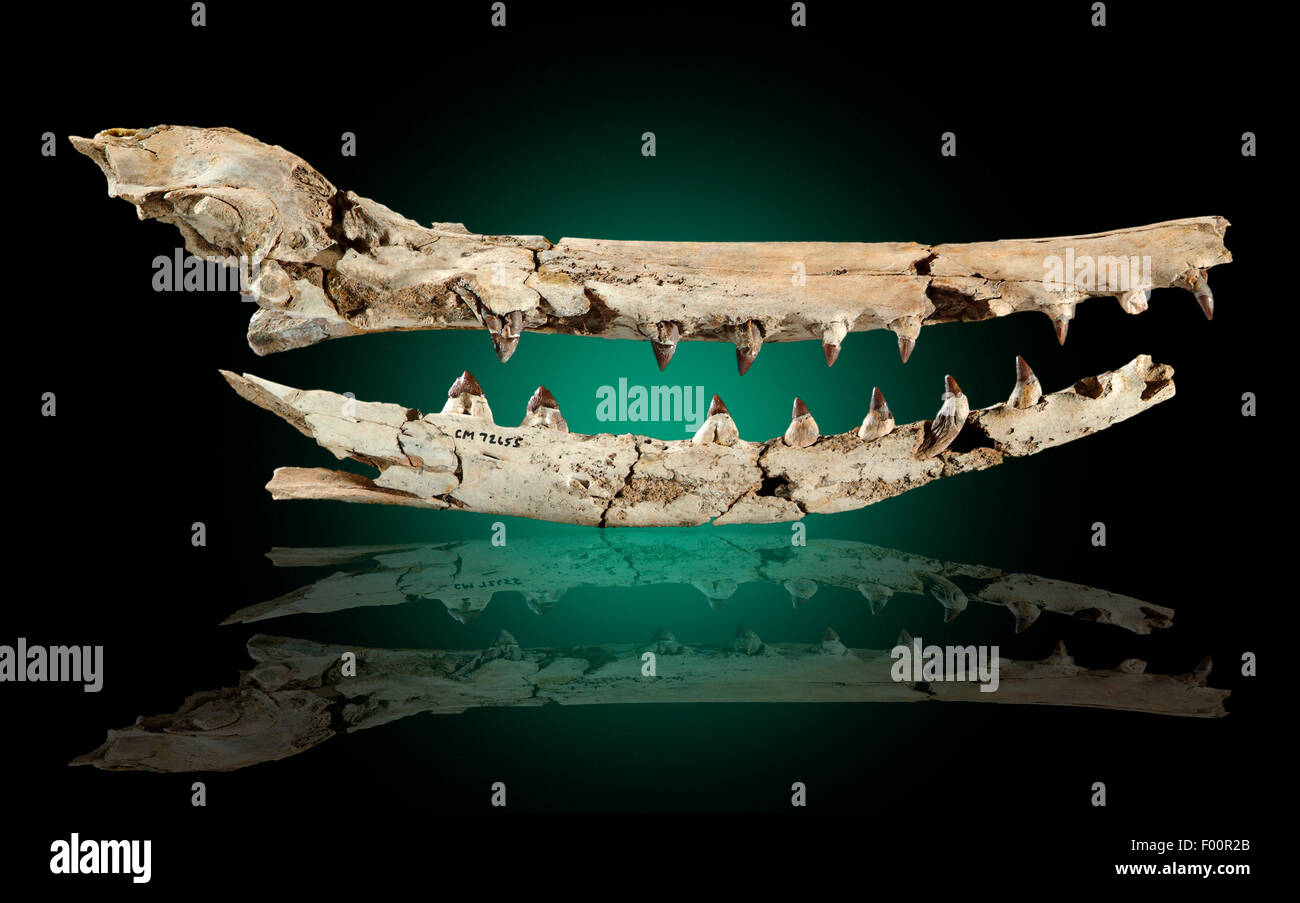 Xenorophus sp., fossili Cranio di balena, Late Oligocene, Shadow-Moss Plantation, Carolina del Sud Foto Stock
