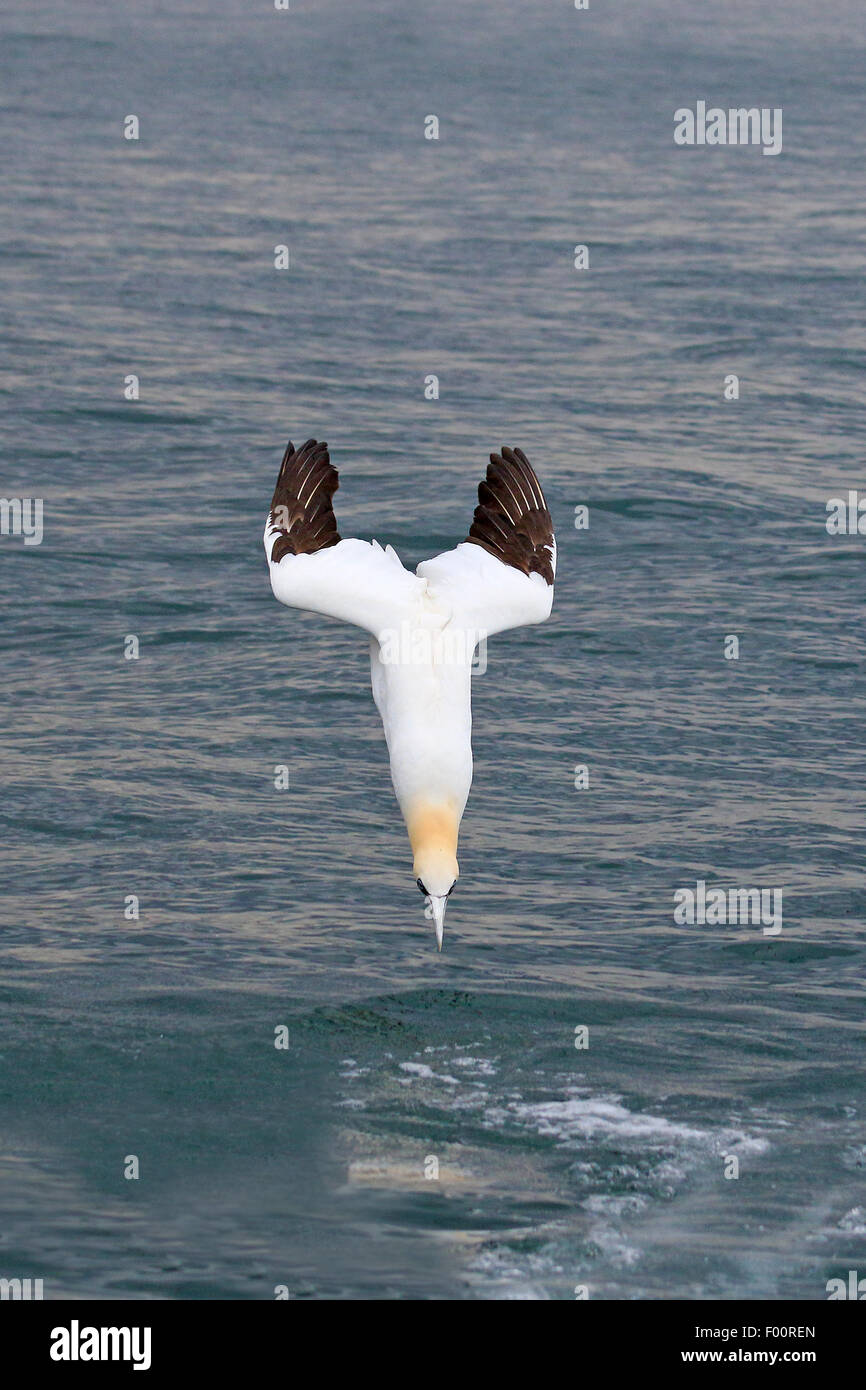 Adulto Northern Gannet tuffarsi nel mare del Nord dopo che il pesce Foto  stock - Alamy