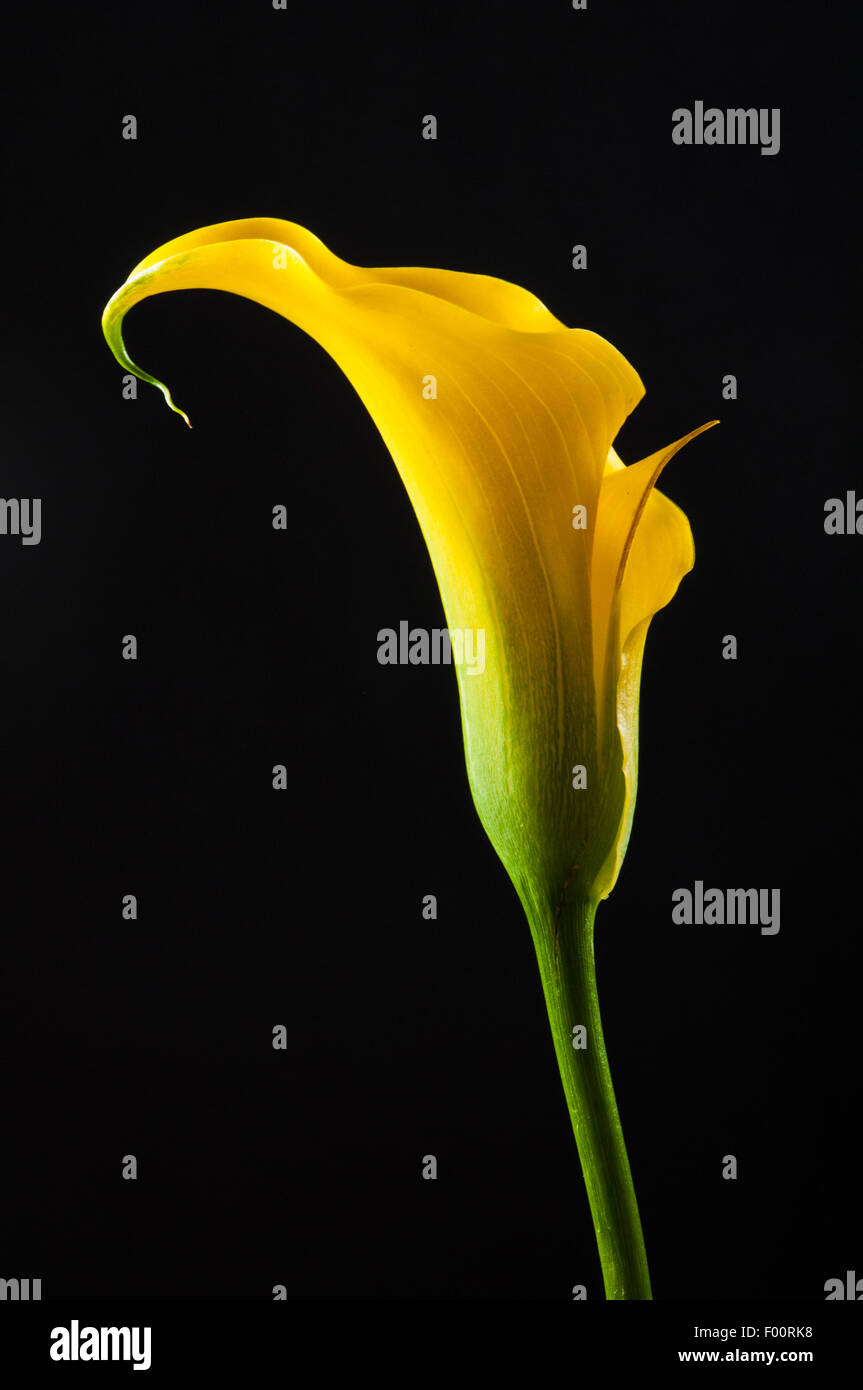 Giallo Calla fiore Foto Stock