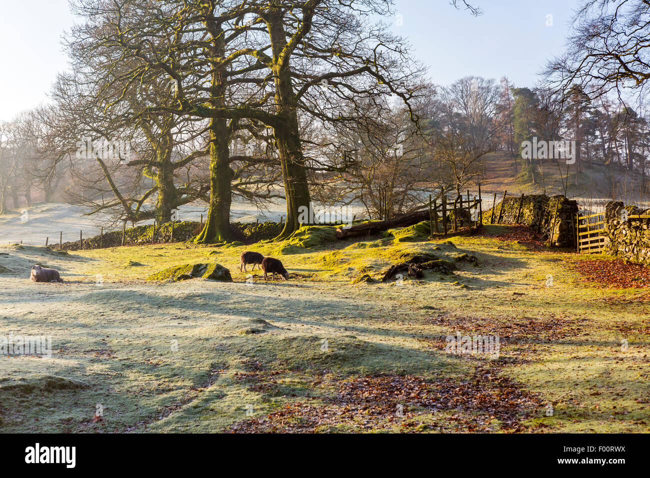 Congelare paesaggio vicino Elterwater, Parco Nazionale del Distretto dei Laghi, Cumbria, England, Regno Unito, Europa. Foto Stock