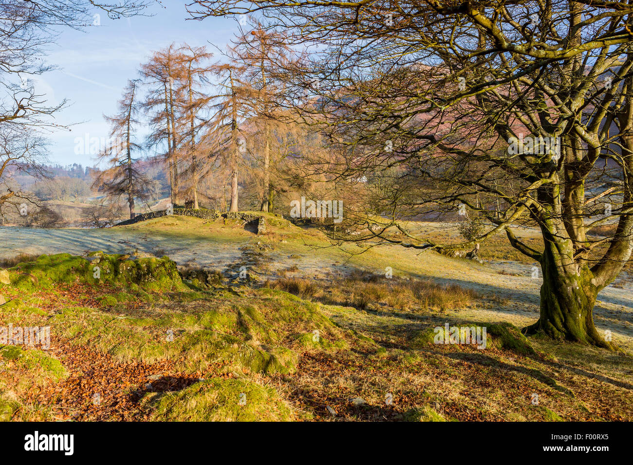 Congelare paesaggio vicino Elterwater, Parco Nazionale del Distretto dei Laghi, Cumbria, England, Regno Unito, Europa. Foto Stock