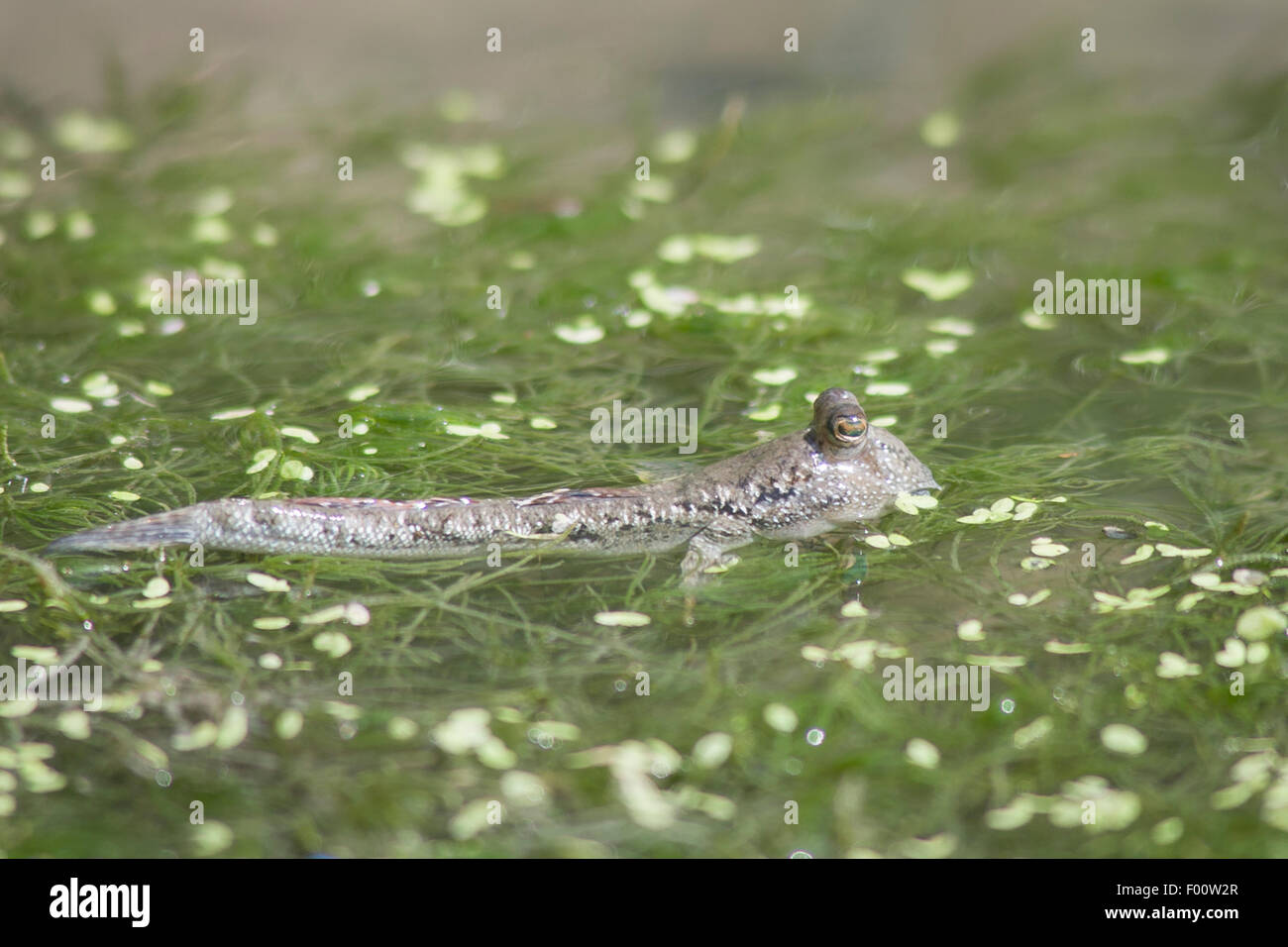 Un mudskipper in acque poco profonde. Foto Stock