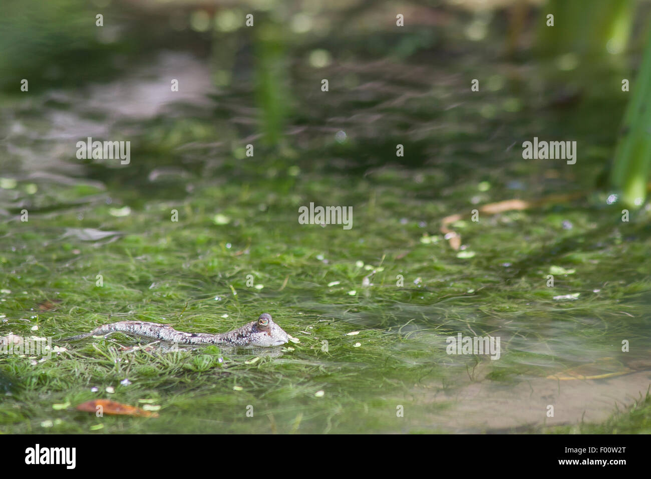 Un mudskipper in acque poco profonde. Foto Stock