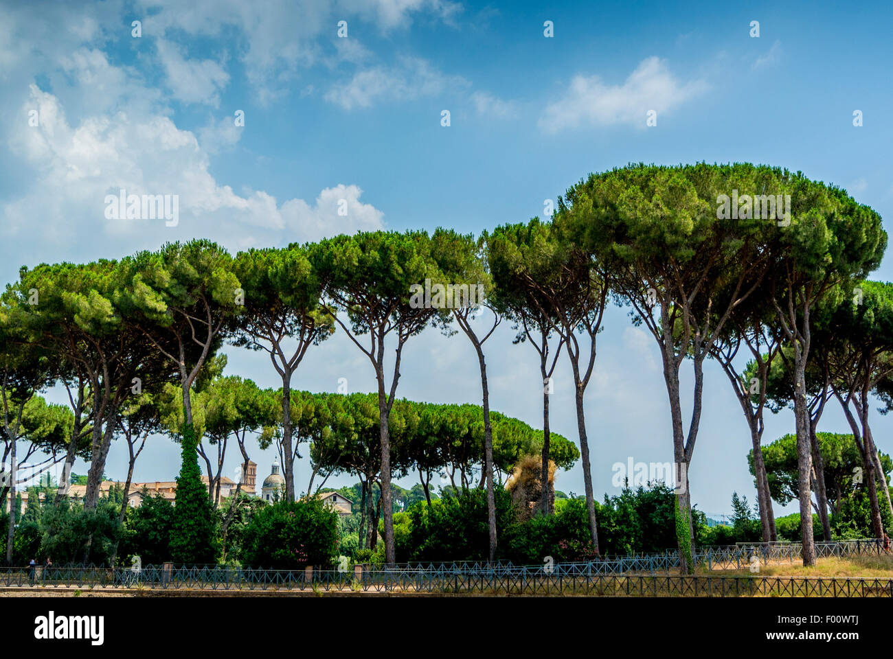 Alberi di pino lungo il bordo dello stadio nel foro romano. Roma. L'Italia. Foto Stock