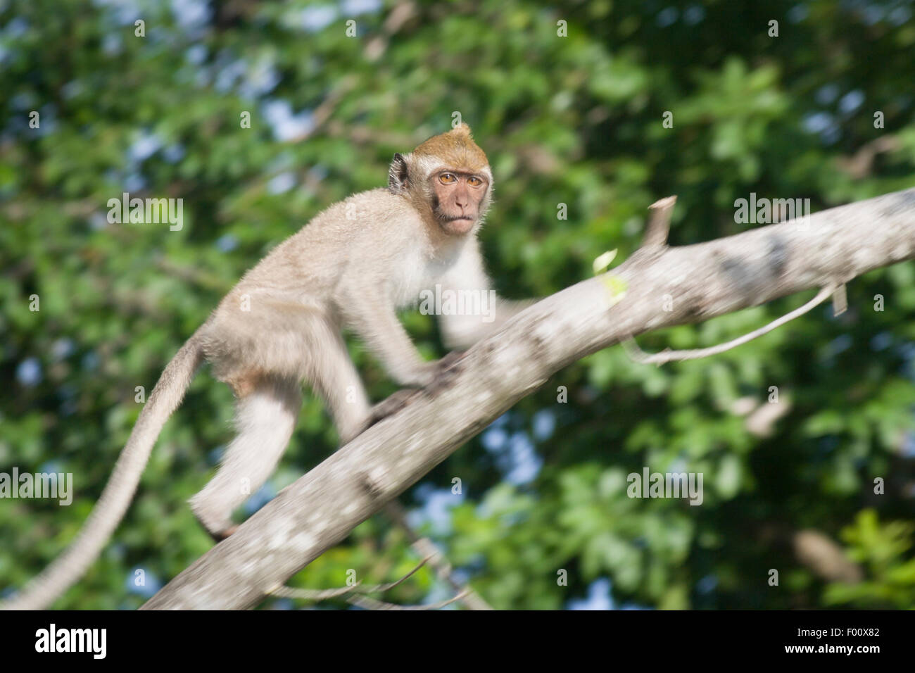 Macachi mangiatori di granchi in movimento attraverso le cime degli alberi. Foto Stock