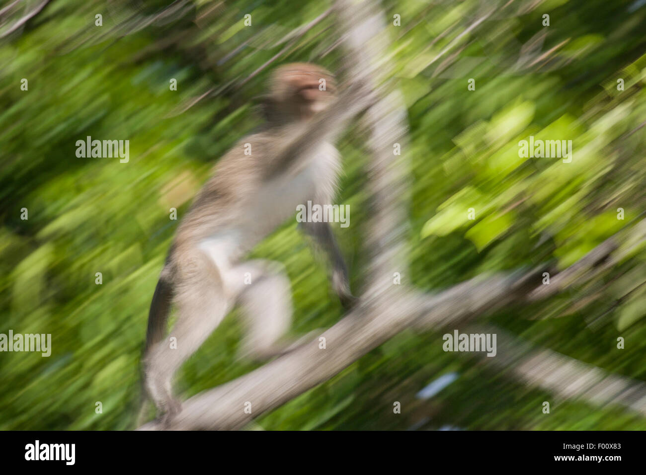 Macachi mangiatori di granchi in movimento attraverso le cime degli alberi. Foto Stock