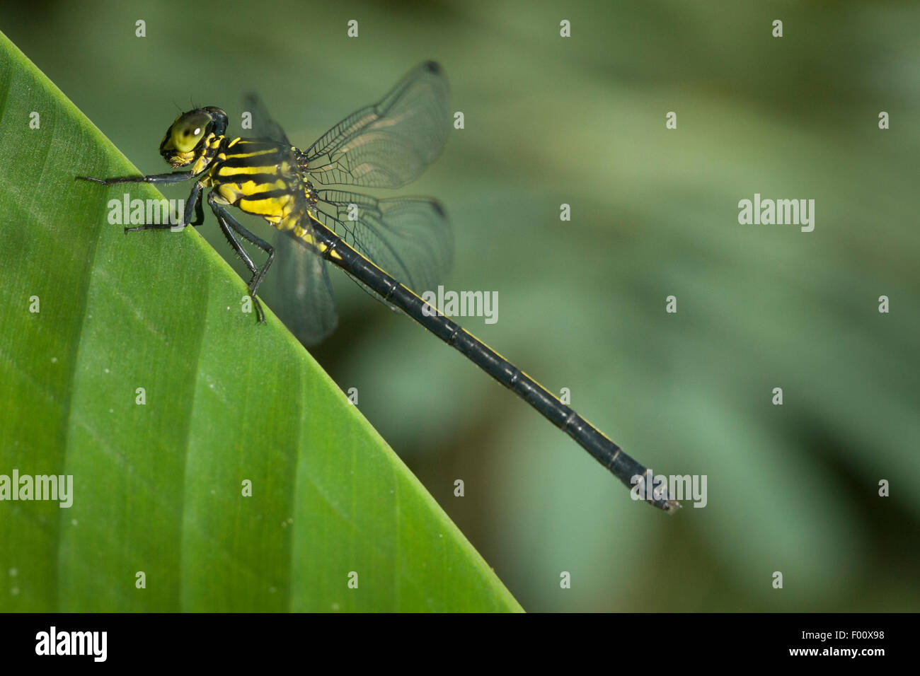 Una libellula arroccato su una foglia. Foto Stock