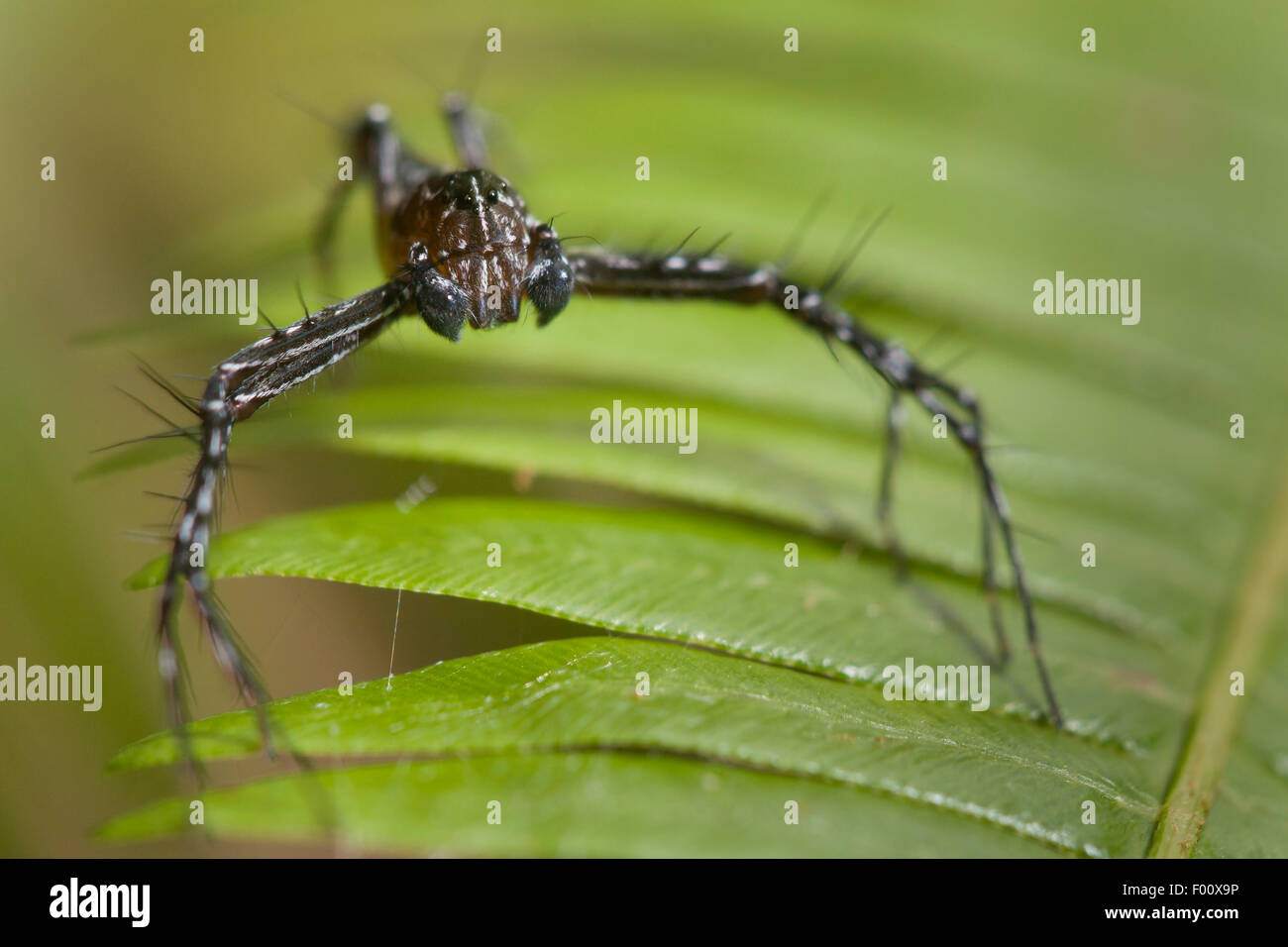 Close-up di un ragno lynx su una foglia di felce. Questi ragni sono molto attivi i cacciatori. Foto Stock