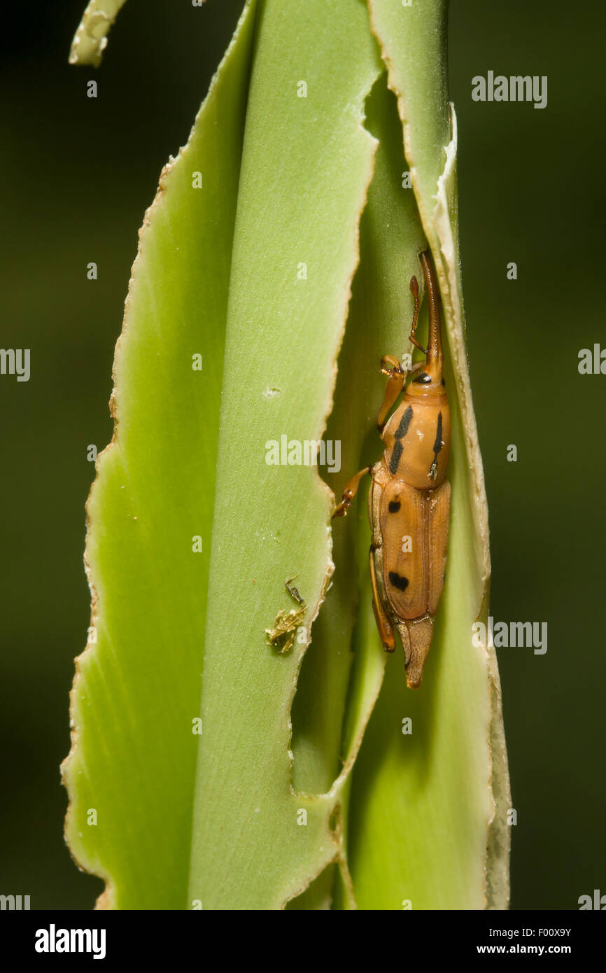 Questo curculione aveva fatto il danno esteso di questa foglia prima che essa si fosse spiegata. Foto Stock