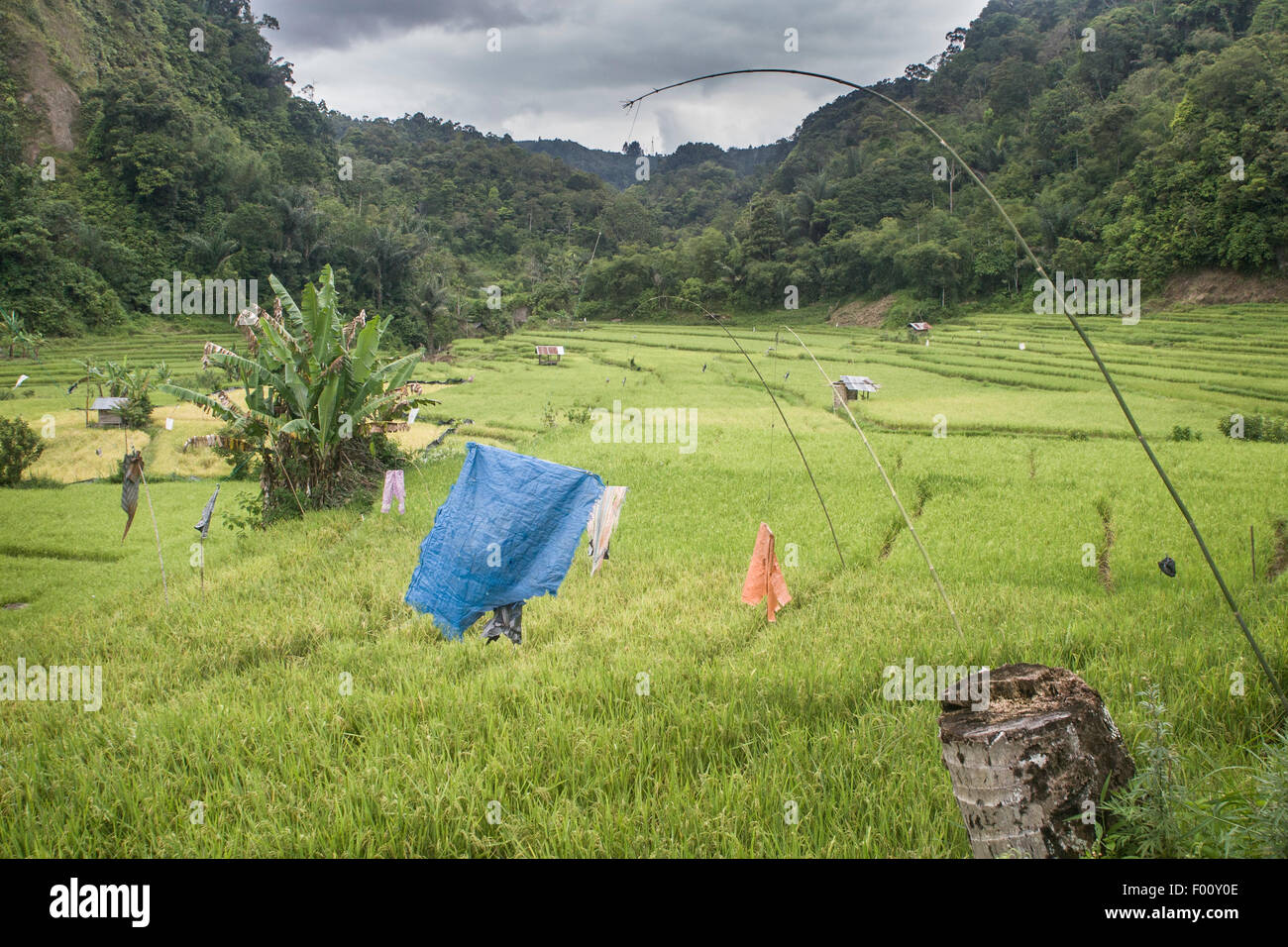 Un campo di risone nelle zone rurali di Sumatra. I poli di bambù attaccato ai fogli di plastica che fluttua nel vento sono a spaventare gli uccelli. Foto Stock