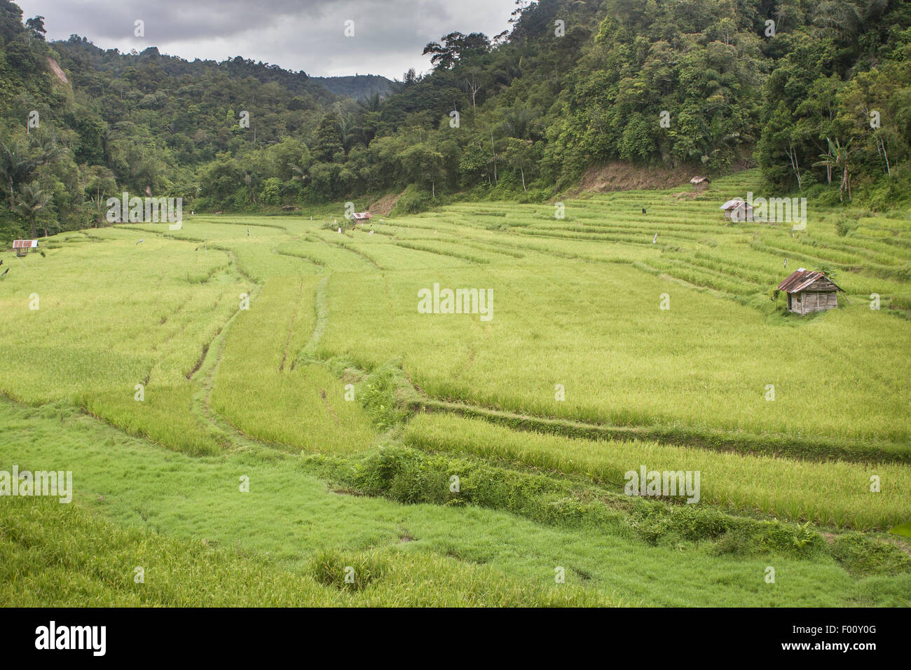 Un campo di risone nelle zone rurali di Sumatra. Foto Stock