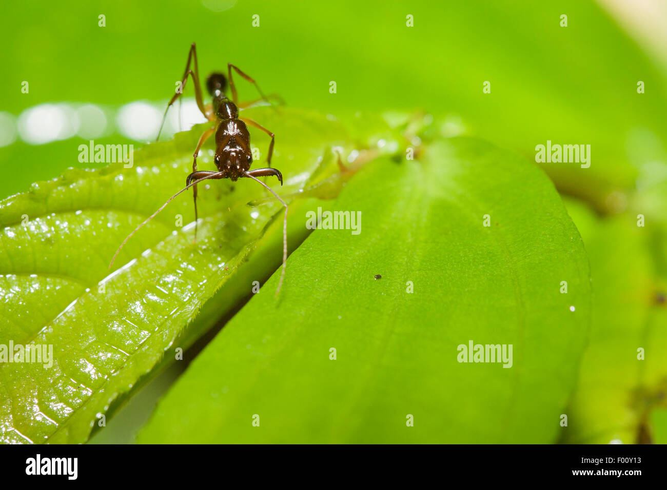 Una ganascia di trap ant (Odontomachus sp.) con le sue mandibole apprettati e pronti per la chiusura a scatto. Foto Stock