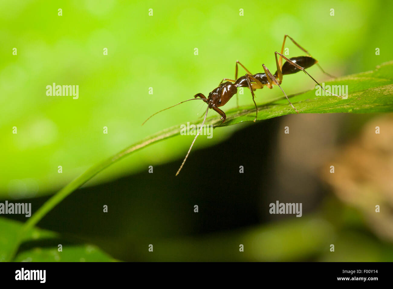 Una ganascia di trap ant (Odontomachus sp.) con le sue mandibole apprettati e pronti per la chiusura a scatto. Foto Stock