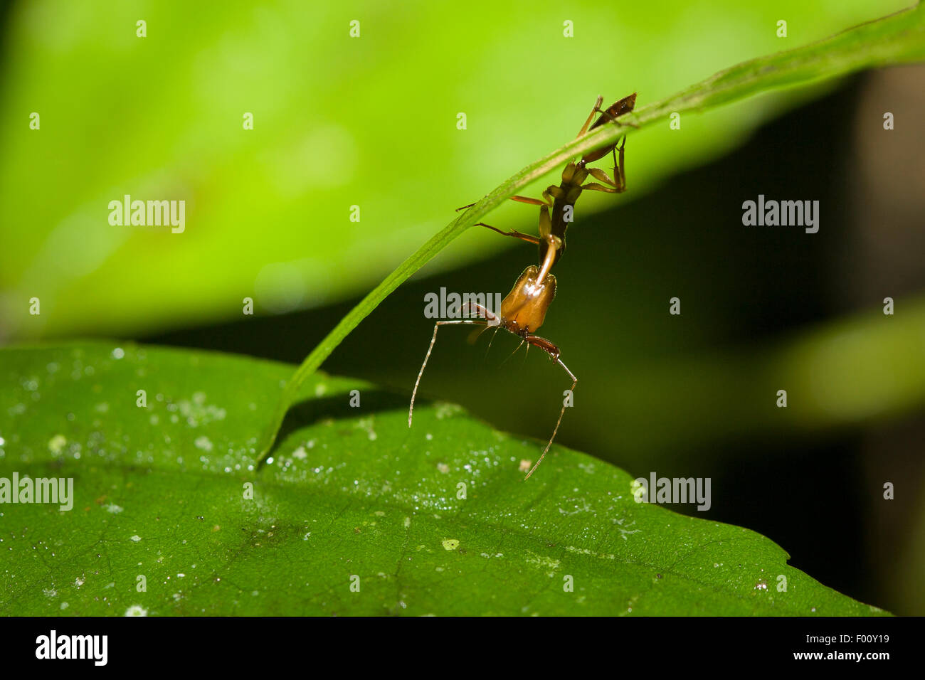 Ganascia Trap ant (Odontomachus sp.) con mandibole pronto per chiudere a scatto. Il trigger di peli che stimolare questa azione sono visibili. Foto Stock