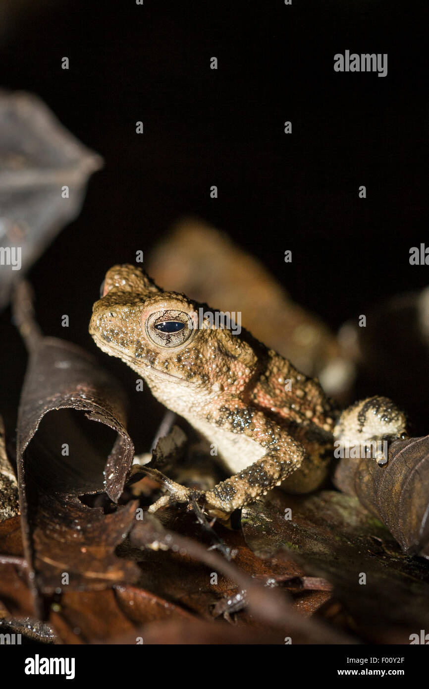 Fiume gigante toad (Phrynoidis juxtaspera). Foto Stock