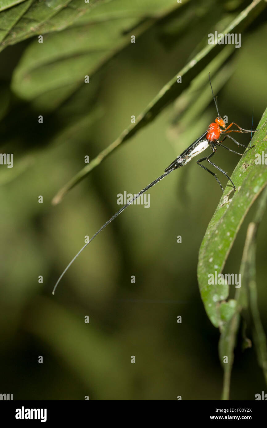 Un lunghissimo ovipositor di una vespa. Foto Stock