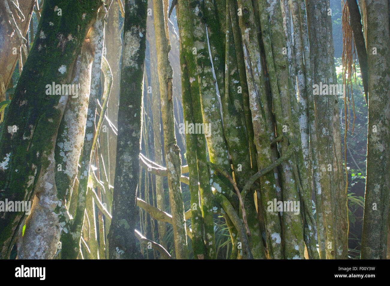 Radici aeree di un banyan tree. Foto Stock