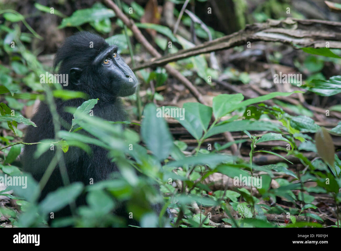 Macaco nero coetanei attraverso il sottobosco. Questa specie è endemica di Sulawesi e è criticamente minacciata di estinzione. Foto Stock