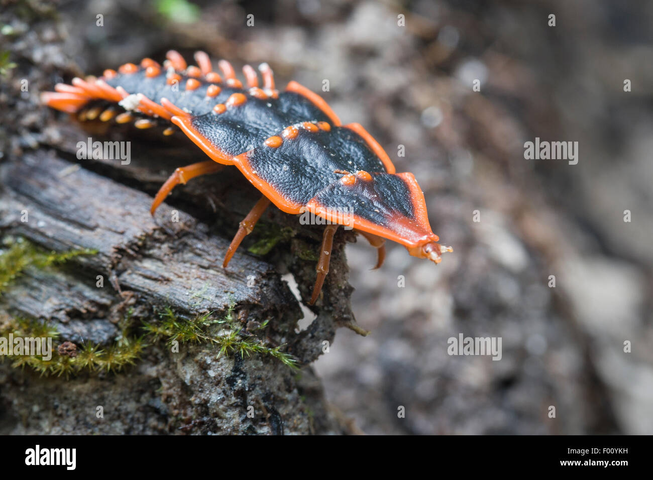 Una femmina di coleottero trilobata. Femmine mantengono la forma larvale anche come adulti, un eccellente esempio di neoteny. Foto Stock