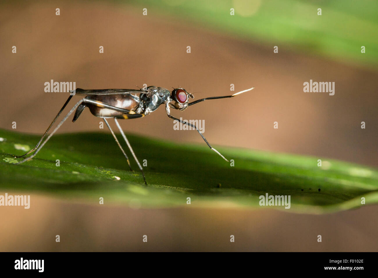 Questo stilt zampe onde volare le sue gambe anteriori, mimando l'antenna-sventolio di una vespa. Questo è un eccellente esempio di mimetismo. Foto Stock