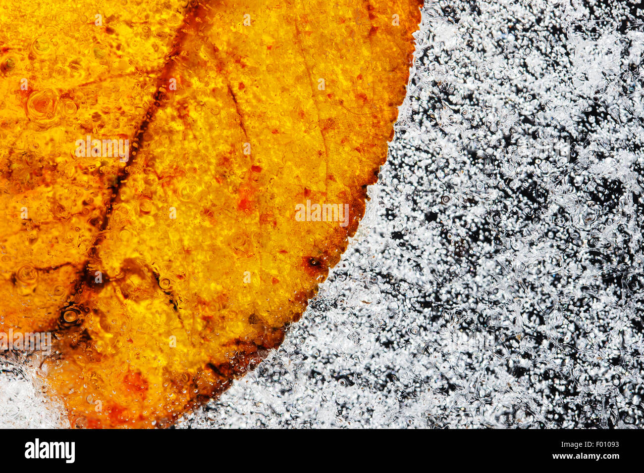 Foglie congelate in ghiaccio, close up foto Foto Stock