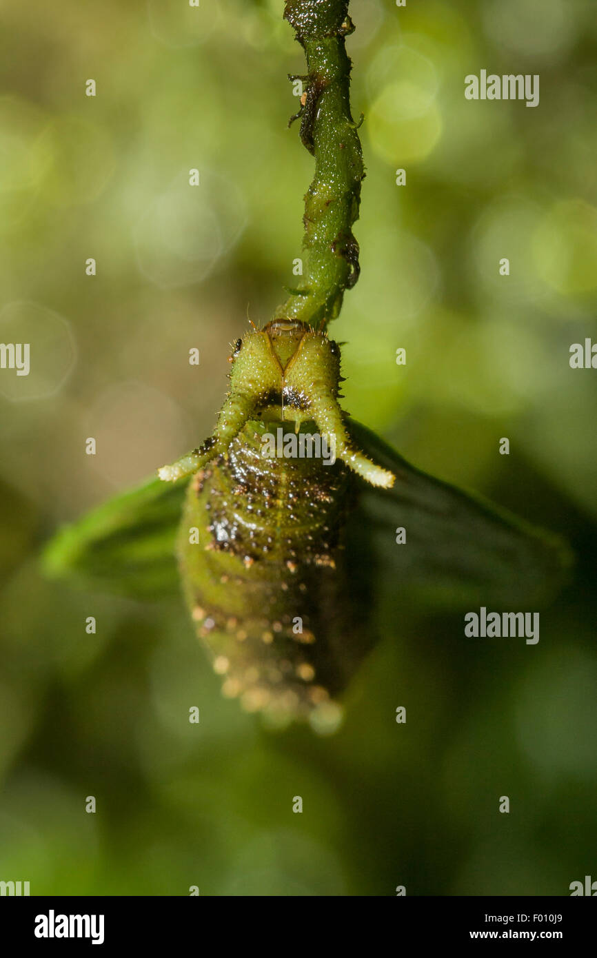 Un insolito-cercando caterpillar su una foglia. Foto Stock