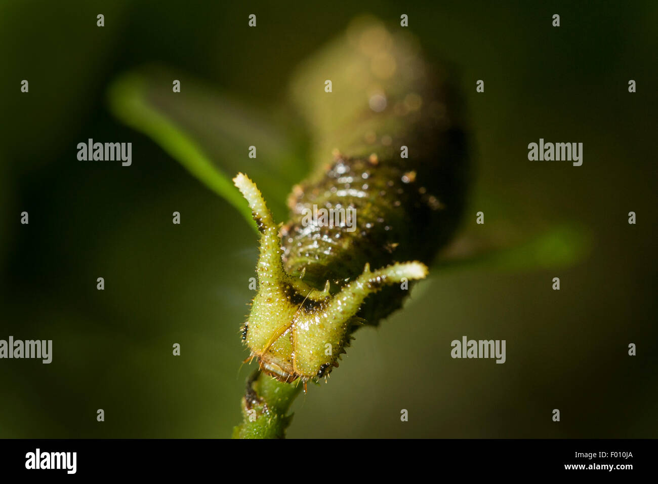 Un insolito-cercando caterpillar su una foglia. Foto Stock