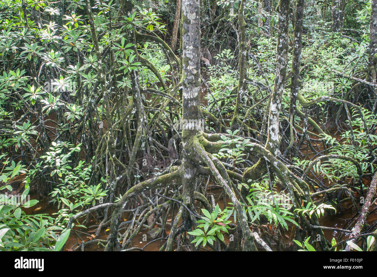 Palude di mangrovie di Sarawak, nel Borneo. Foto Stock