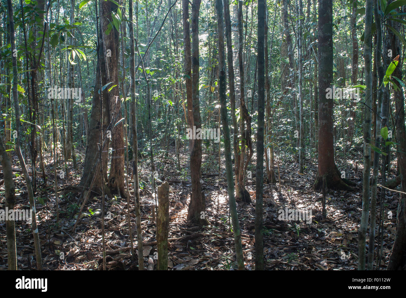 Alberi retroilluminato in a Coastal foresta di pioggia. Similajau National Park, Sarawak, Malaysia. Foto Stock