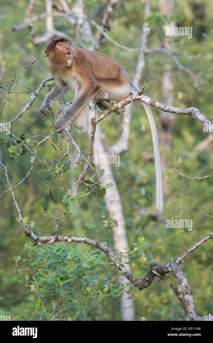 Proboscide di scimmia (Nasalis larvatus) foraggio per il cibo in una struttura ad albero di mangrovie. Foto Stock