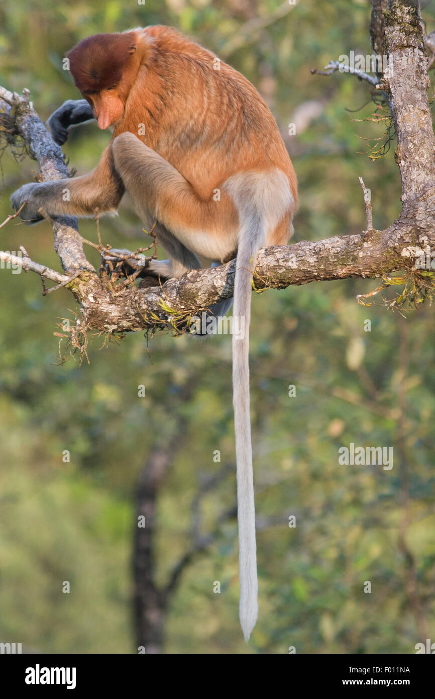 Proboscide di scimmia (Nasalis larvatus) arroccato in una struttura ad albero di mangrovie. Foto Stock