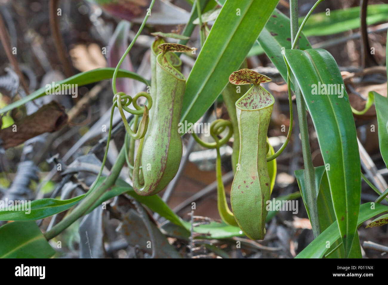 Pianta brocca (Nepenthes sp.), una pianta carnivora nativo di Sarawak, Malaysia. Foto Stock
