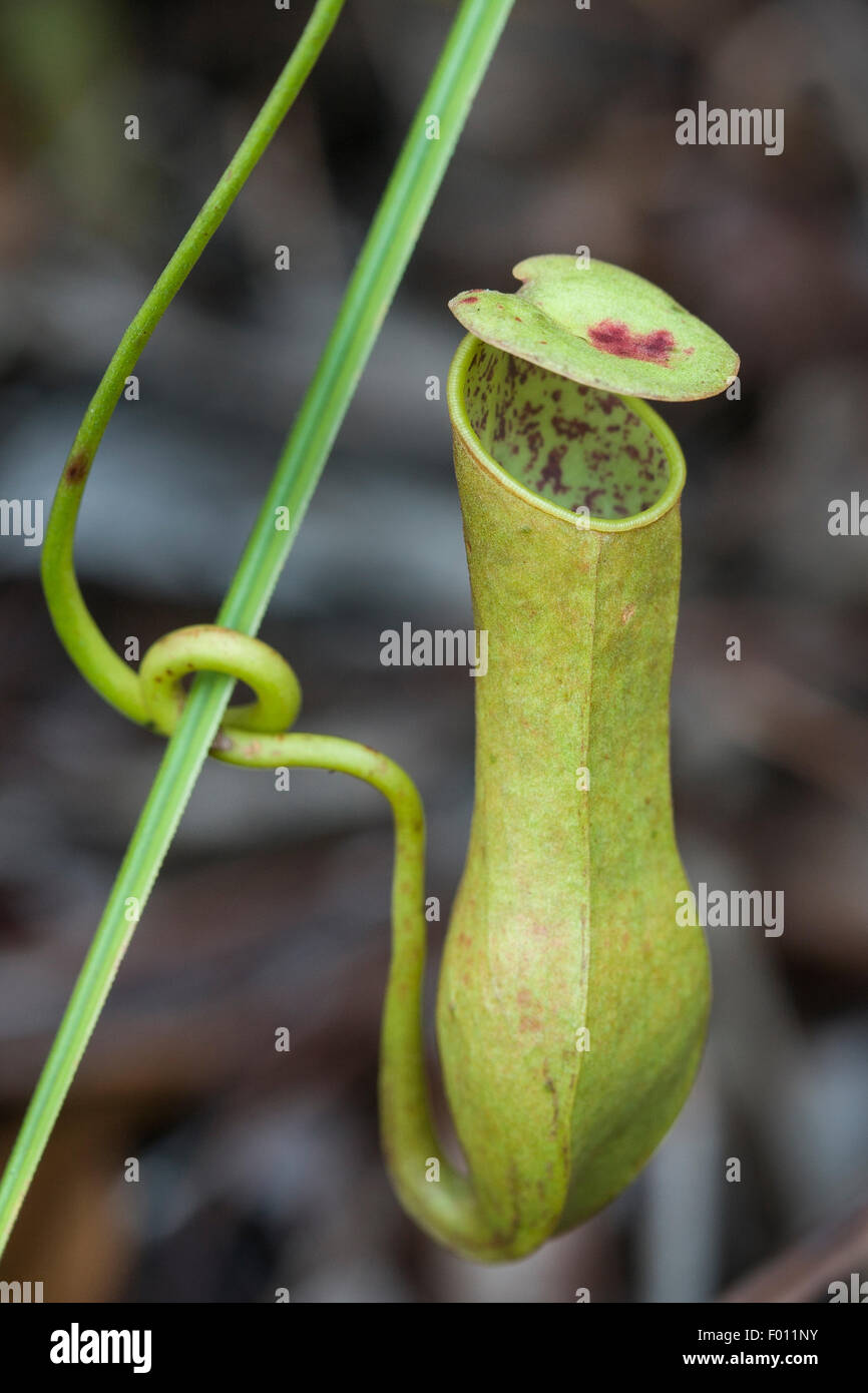 In prossimità di una brocca di una pianta brocca (Nepenthes sp.), una pianta carnivora nativo di Sarawak, Malaysia. Foto Stock