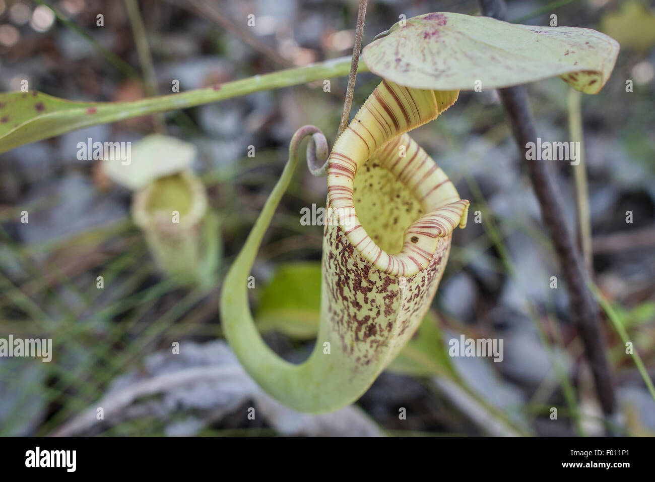 Pianta brocca (Nepenthes sp.), una pianta carnivora nativo di Sarawak, Malaysia. Foto Stock