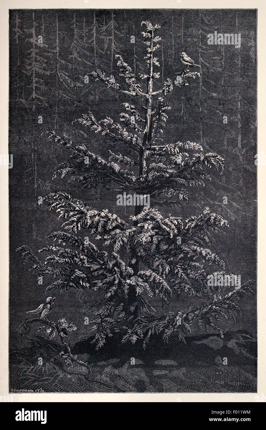 'L'Fir-Tree e il Rovo" favola di Esopo (circa 600BC). Abete vanta della sua utilità per il rovo che risposte ti auguriamo erano come me quando sono venuto per voi con assi. Morale: meglio la povertà senza una cura di ricchezza con i suoi numerosi obblighi. Illustrazione da Ernest Grisnet (1844-1907). Vedere la descrizione per maggiori informazioni. Foto Stock