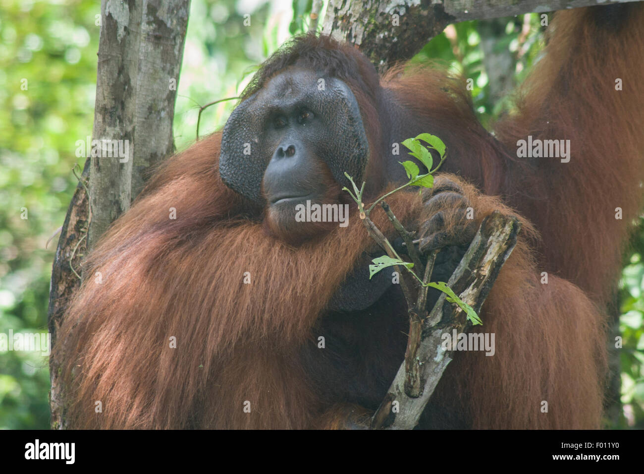 Un grande orangutan maschio con la guancia prominente pastiglie, custodia di gola, e capelli lunghi caratteristica dei maschi dominanti. Foto Stock