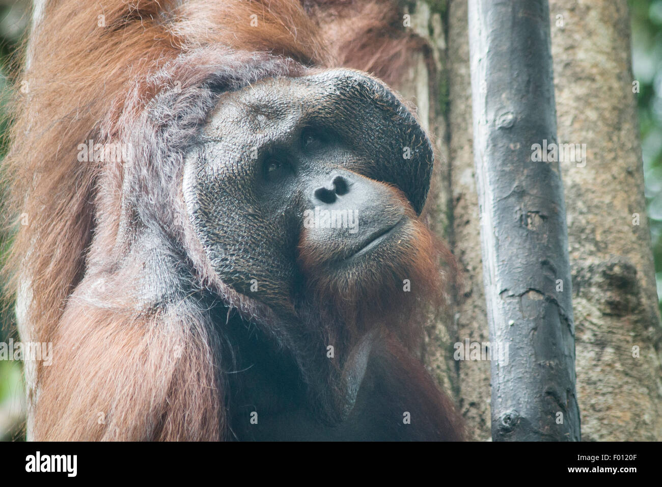 Un grande orangutan maschio con la guancia prominente pastiglie, custodia di gola, e capelli lunghi caratteristica dei maschi dominanti. Foto Stock