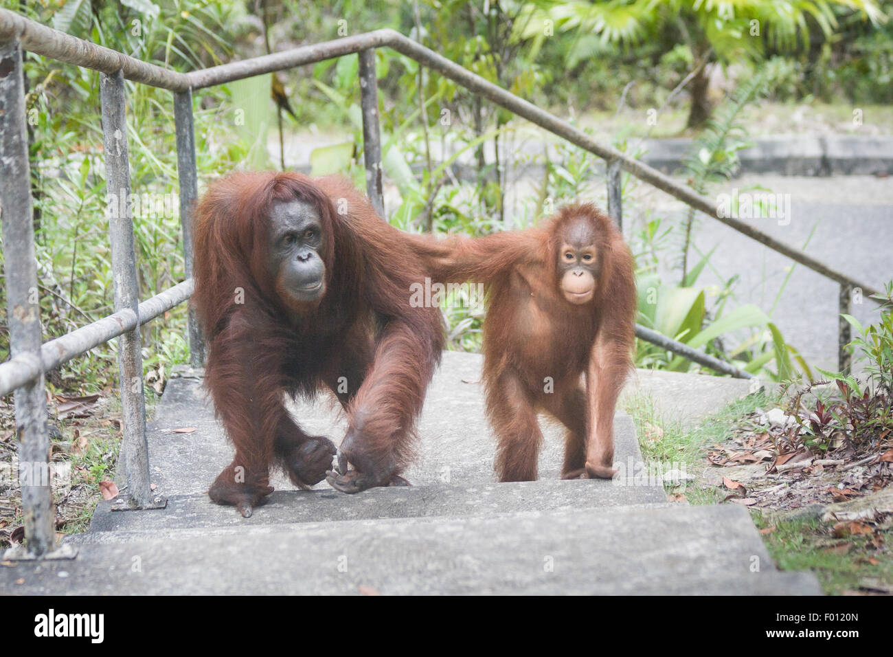 La madre e il bambino orangutan salendo le scale. Foto Stock