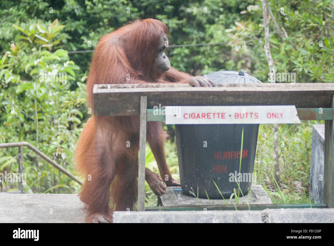 Orangutan razzia di un cestino. Foto Stock