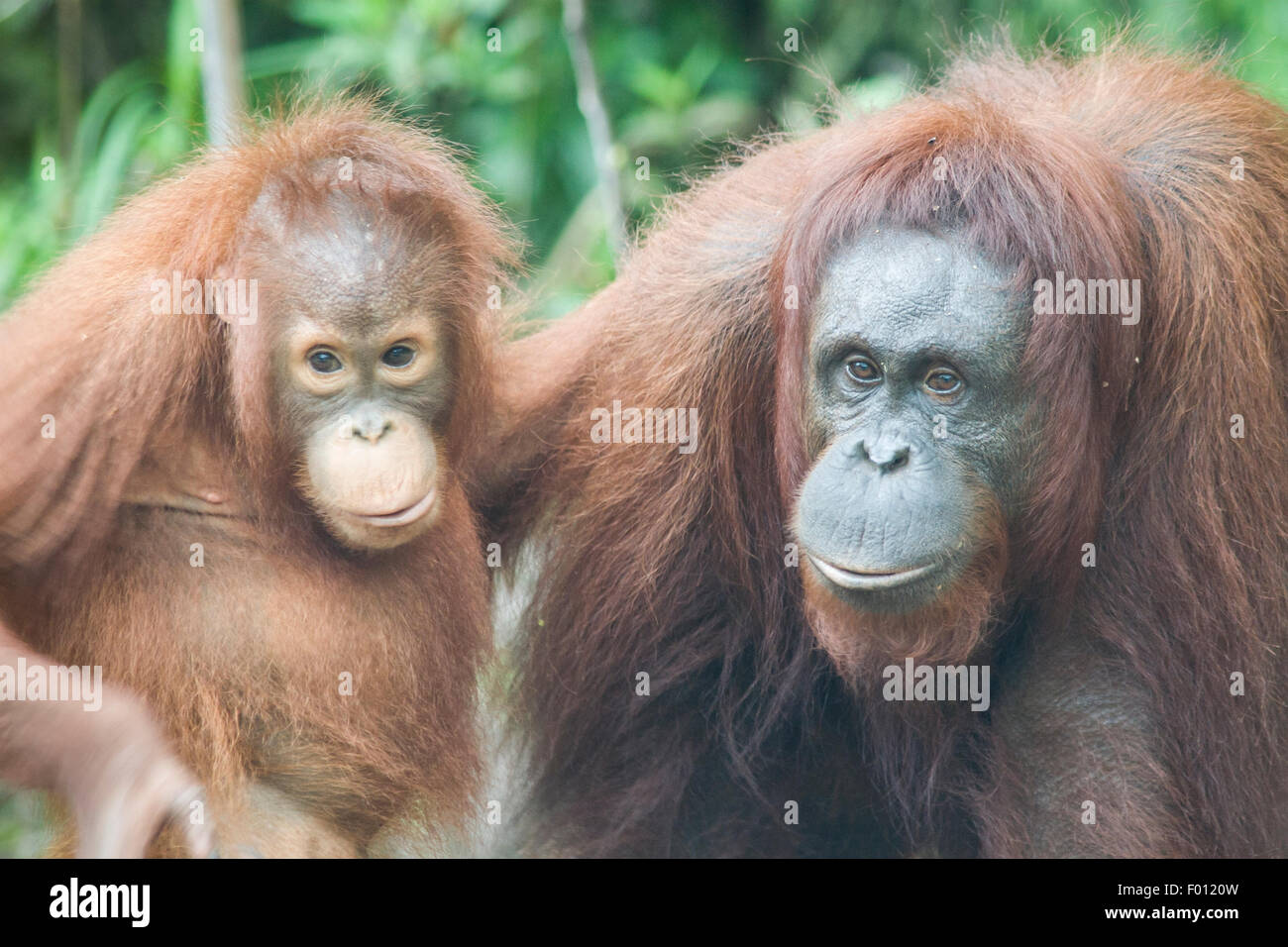 Close-up di madre e bambino orangutan. Foto Stock