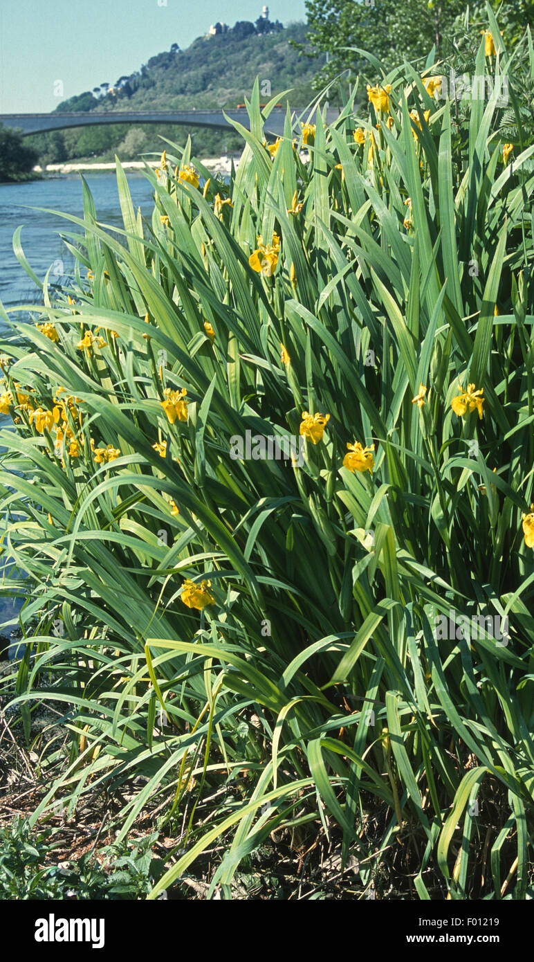 Giallo pallido iris, acqua bandiera, Iris pseudacorus, Iridaceae, Fiume Tevere, Roma, lazio, Italy Foto Stock