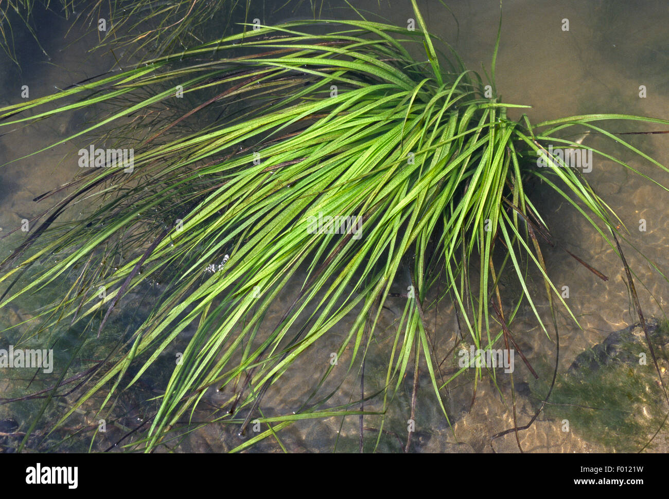Il nastro di erba, Vallisneria spiralis, Fiume Tevere, Roma, lazio, Italy Foto Stock