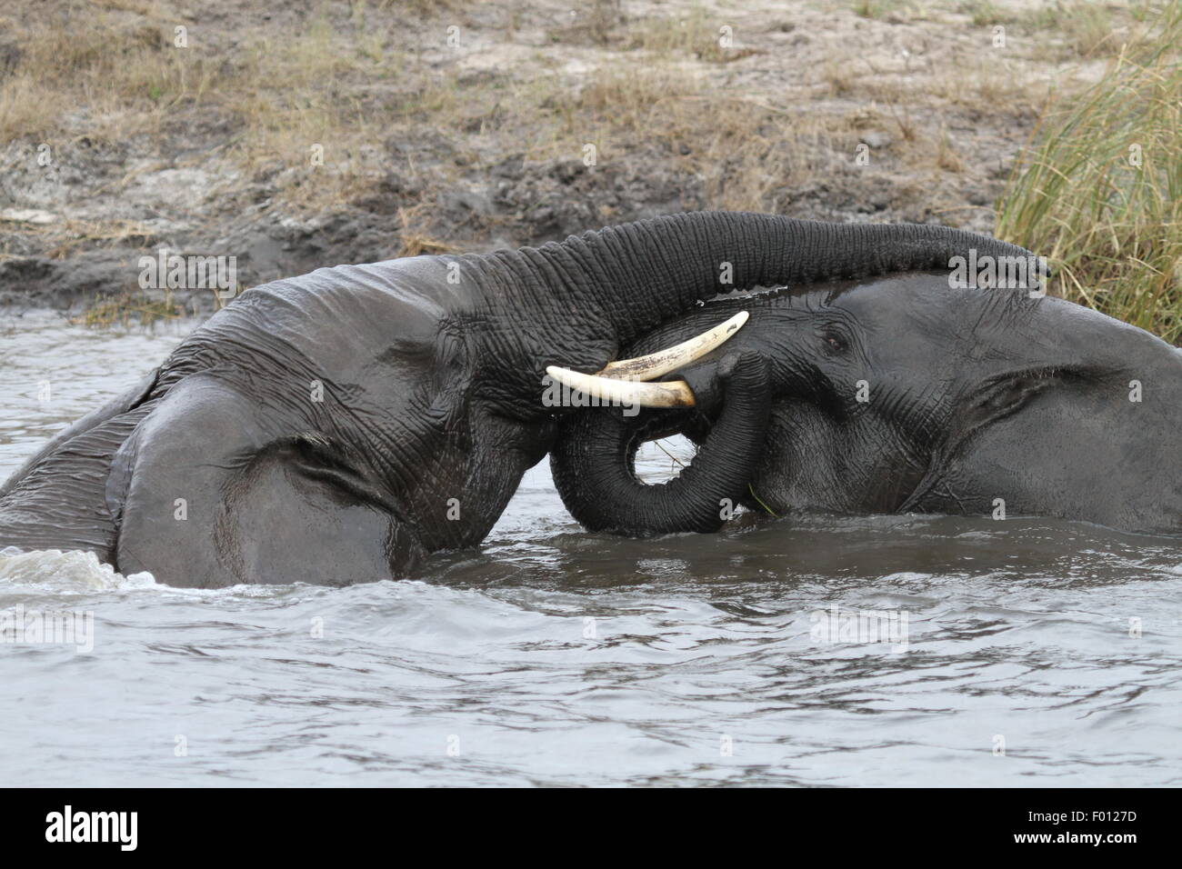 Giovani elefanti a giocare in Namibia Foto Stock