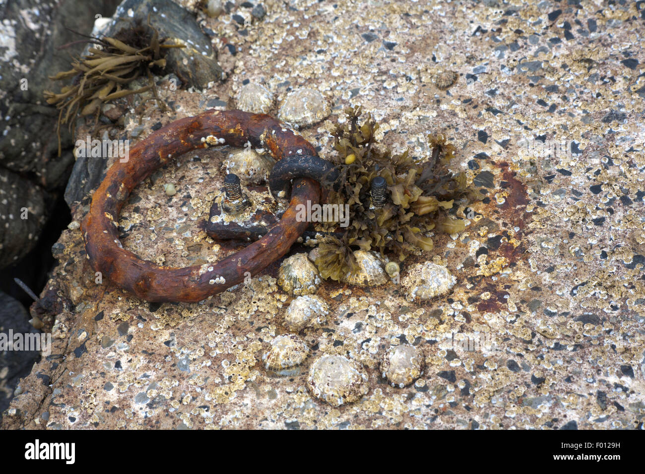 Le patelle comune su un piccolo scalo Loch Ginestra vicino a Ullapool Wester Ross Scozia Scotland Foto Stock