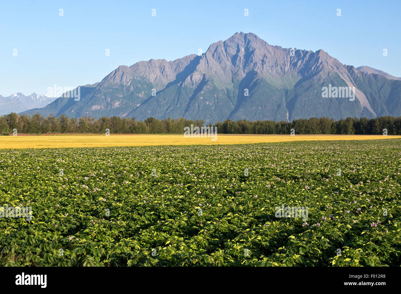 Fioritura di campo di patate, la maturazione di frumento, Pioneer picco nella distanza.. Foto Stock
