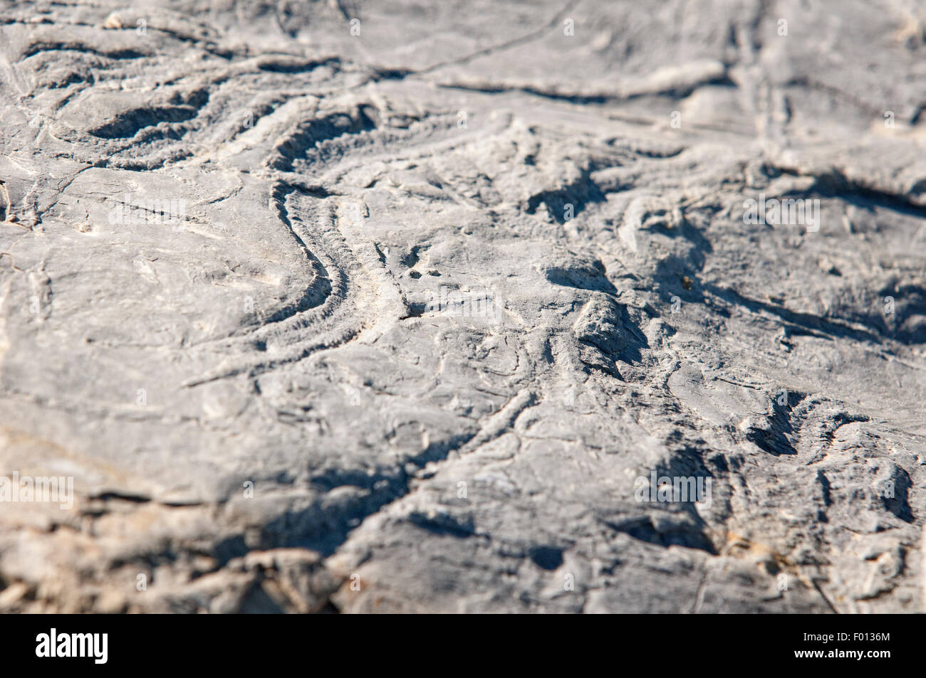 Tracce fossili sulla superficie di un calcare. Foto Stock