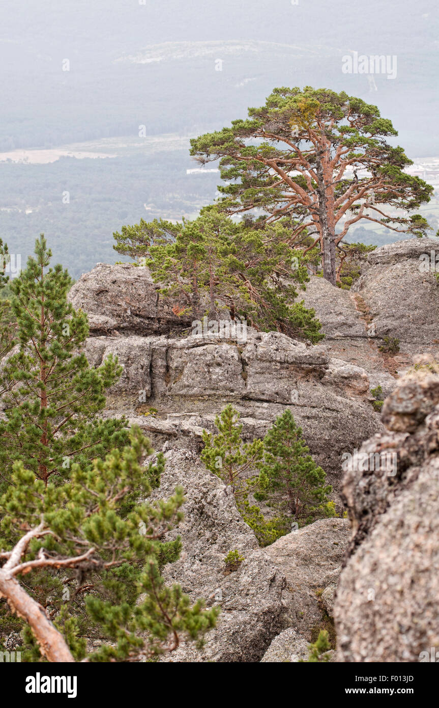 Nativo di pino silvestre, Pinus sylvestris. Castroviejo. A duruelo de la Sierra. Soria. Spagna. Foto Stock